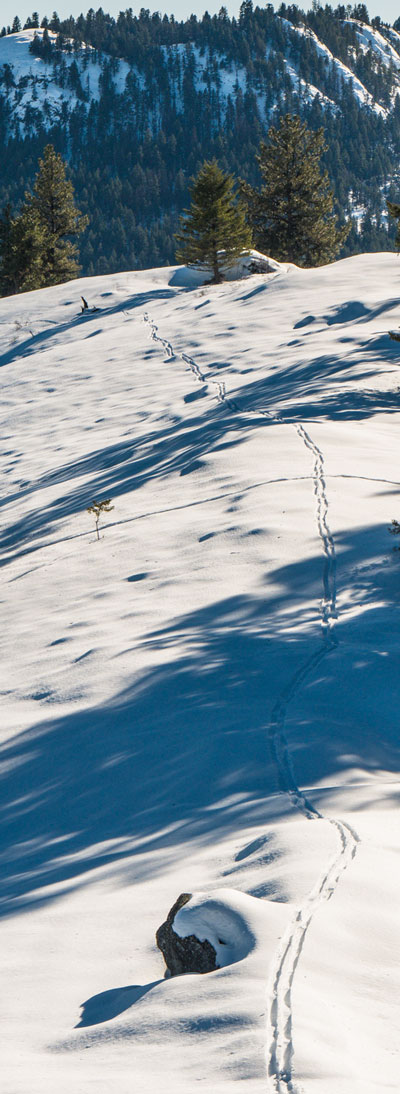 Tracks in the snow from skis